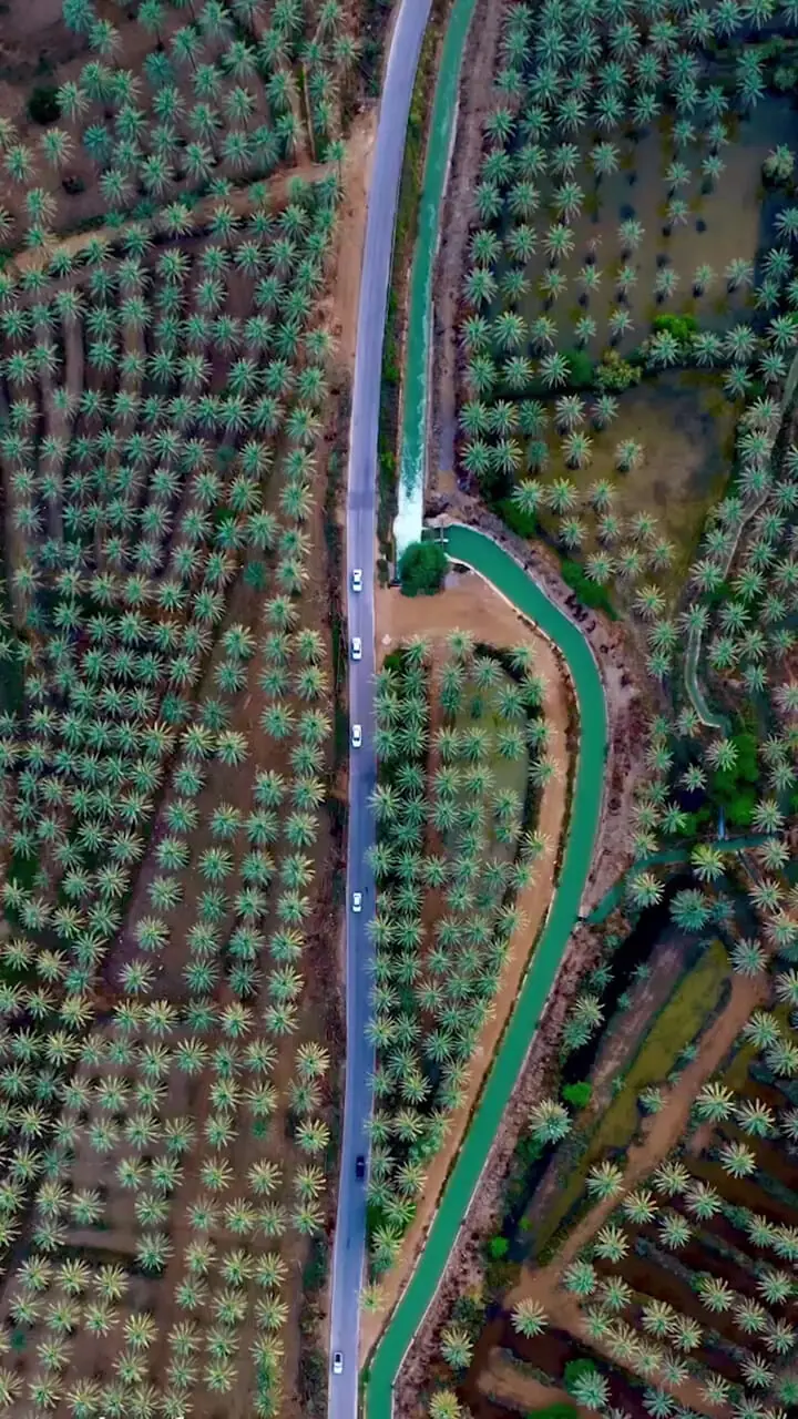 Road and water channel through palm groves
