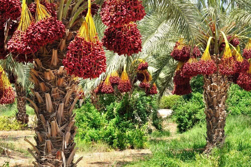 Kabkab date clusters in a southern Iranian palm grove